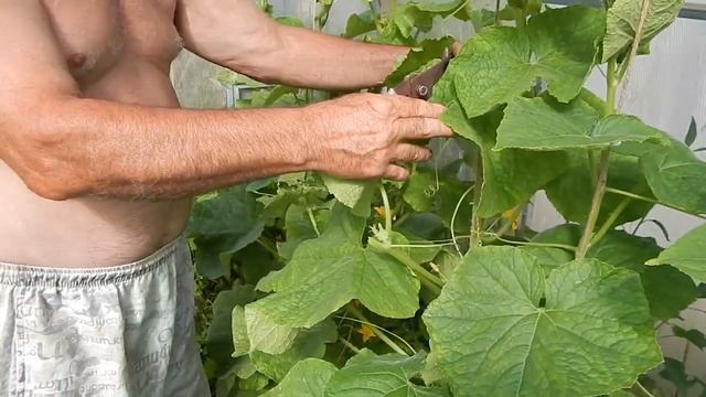 Заготовка материала для прививки яблони и обрезка пасынков огурцов