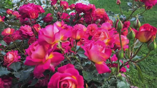 Цветение роз моего сада в Ленинградской области, сезон 2023!🌹 Теплые воспоминания о лете.
