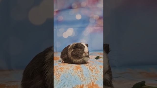 Морские свинки мерино и шелти