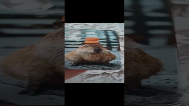 Покупать чехол?