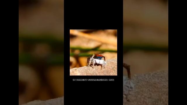 DJ DiamonT-Spider(Original mix)🕸️🕷️