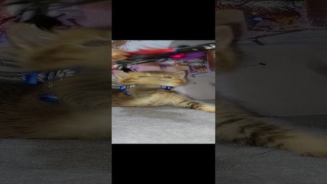 1000033420.mp4