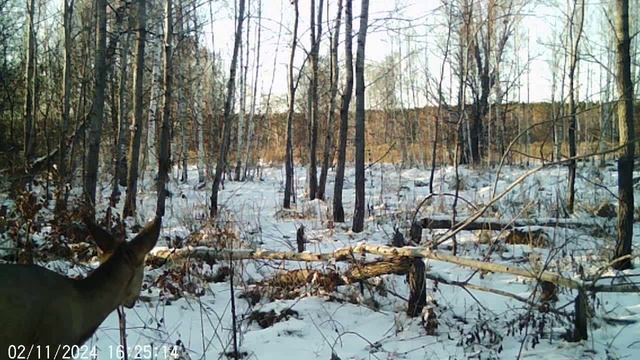 Лесная жизнь Ч.1 14.11.2024