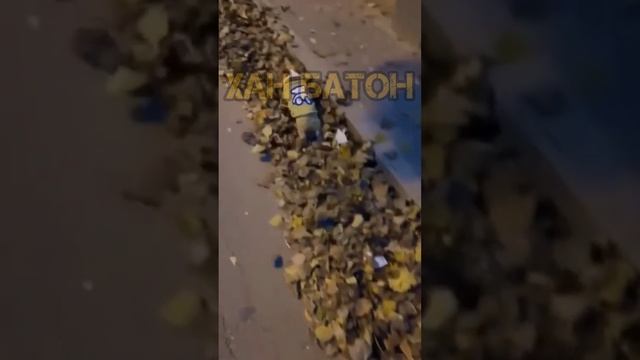 Сборник смешных животных | #ХанБатон #XAH6ATOH #shorts #кот #vlog #дзен #dzen #кошка #cat  #собака