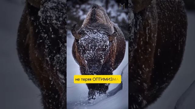 Не теряй оптимизма