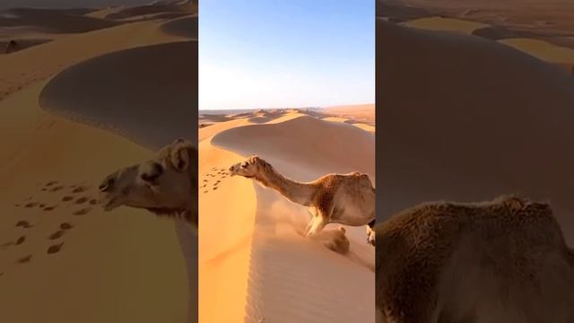 1000011936.mp4