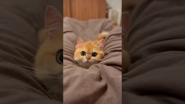 Немного ветеринарного юмора