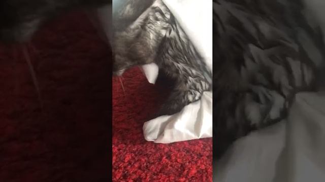 VID_20241117_121429_761.mp4.mov
кошка злится после купания