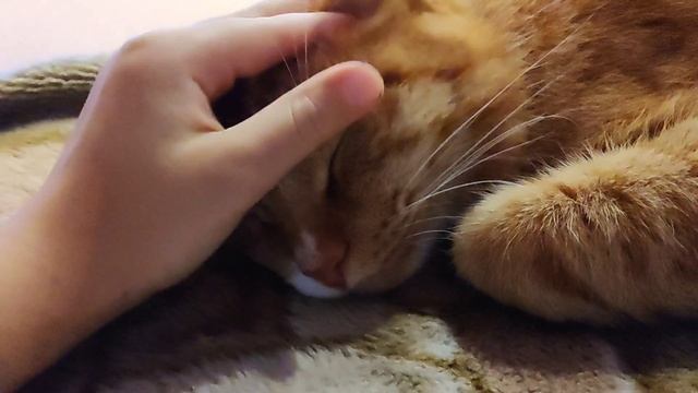 Кот Бася