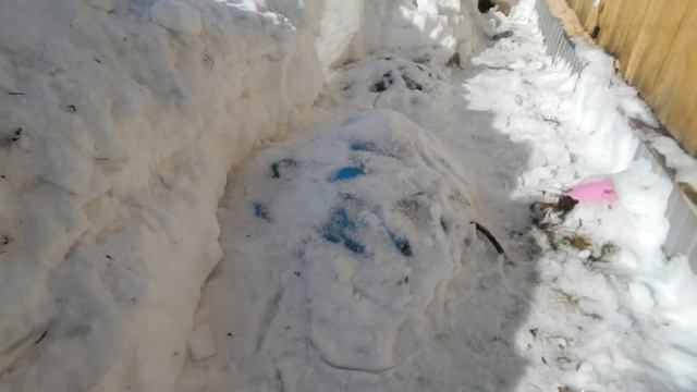 Весенние работы начались, посадка и очистка  от снега роз