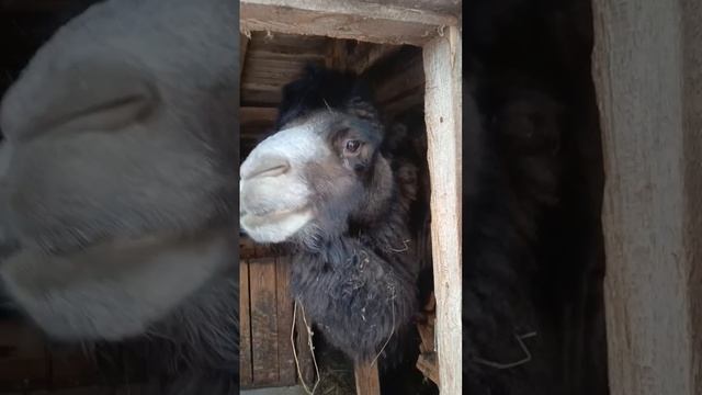 Я влюбилась в этого парня🤭🐫