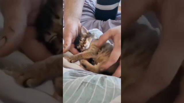 Мы в ВК https://vk.com/life_of_cats