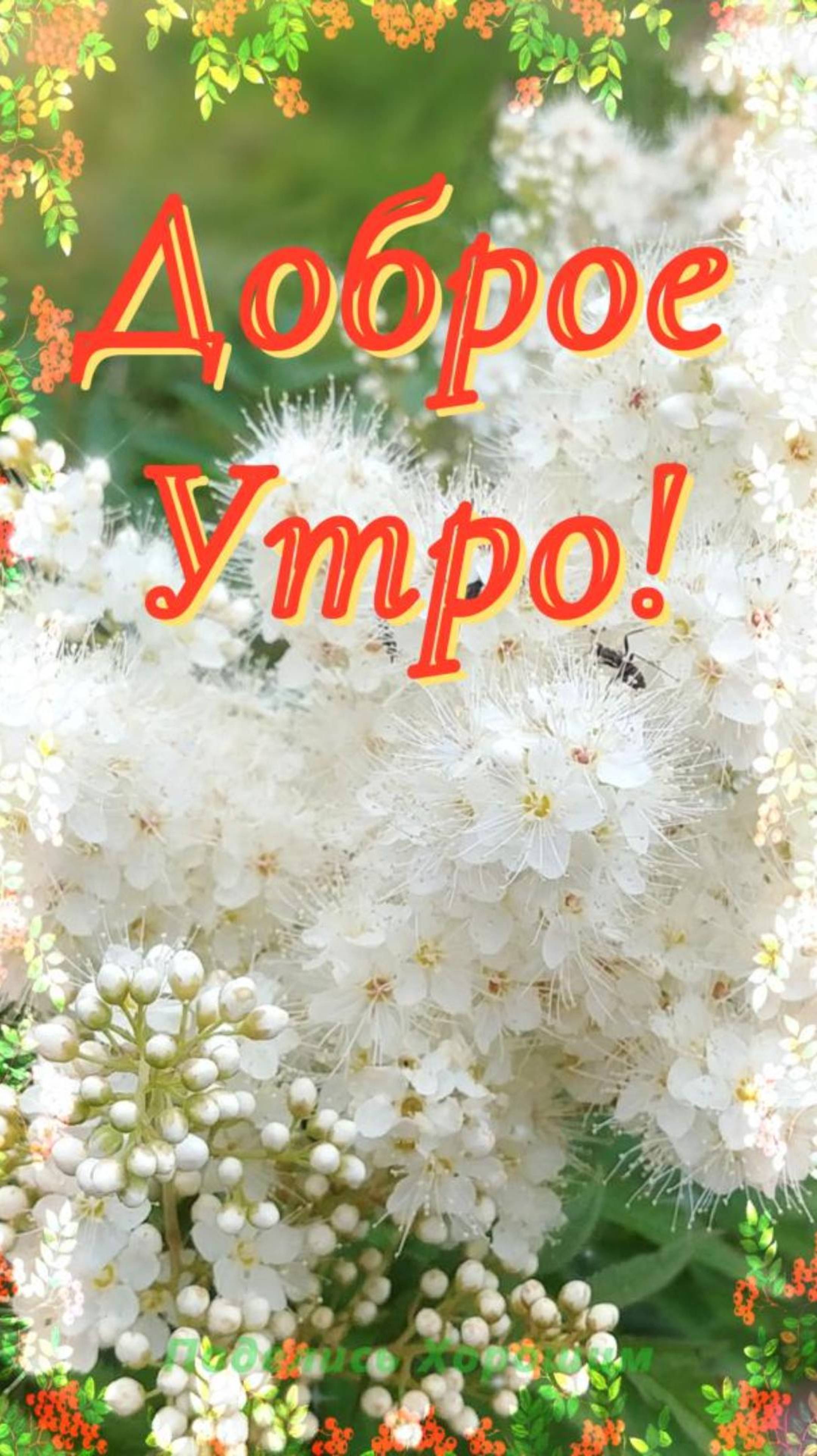 Доброе Утро! Музыкальная открытка
