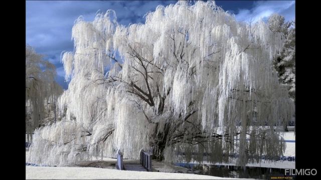 Ивы-Девы