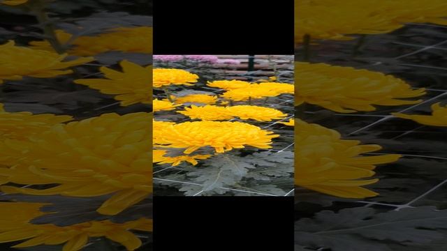 Бал хризантем, часть 7