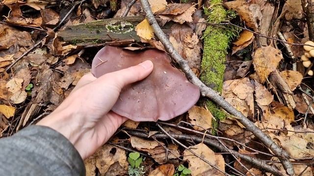 Тихая охота в Подмосковье. Рядовки прут кругами!!! Разбегаются глаза!