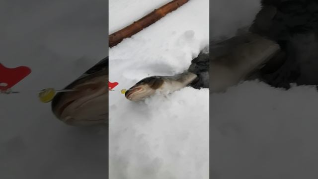 Вот эта Красотка!эксклюзив подводный мир ,,налим,,(рыба треска редкая порода в наших водоемах)