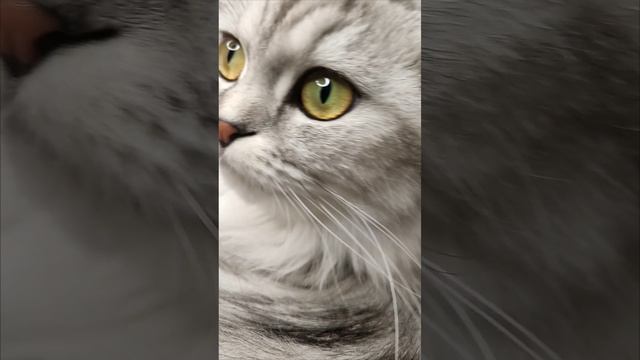 Скотиш фолд - шотландская кошка
