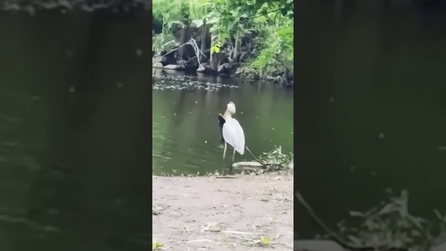 Никогда раньше такого не видела. Аист спасал рыбу, а не съел ее.