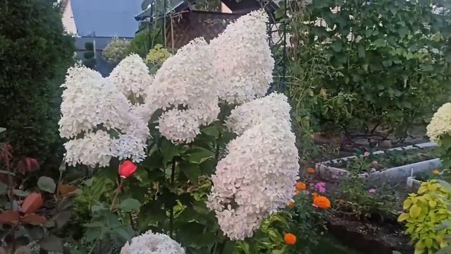 💁🌼 подвязка гортензий ___НЕВИДИМКА+++ 🌼🌼🌼.