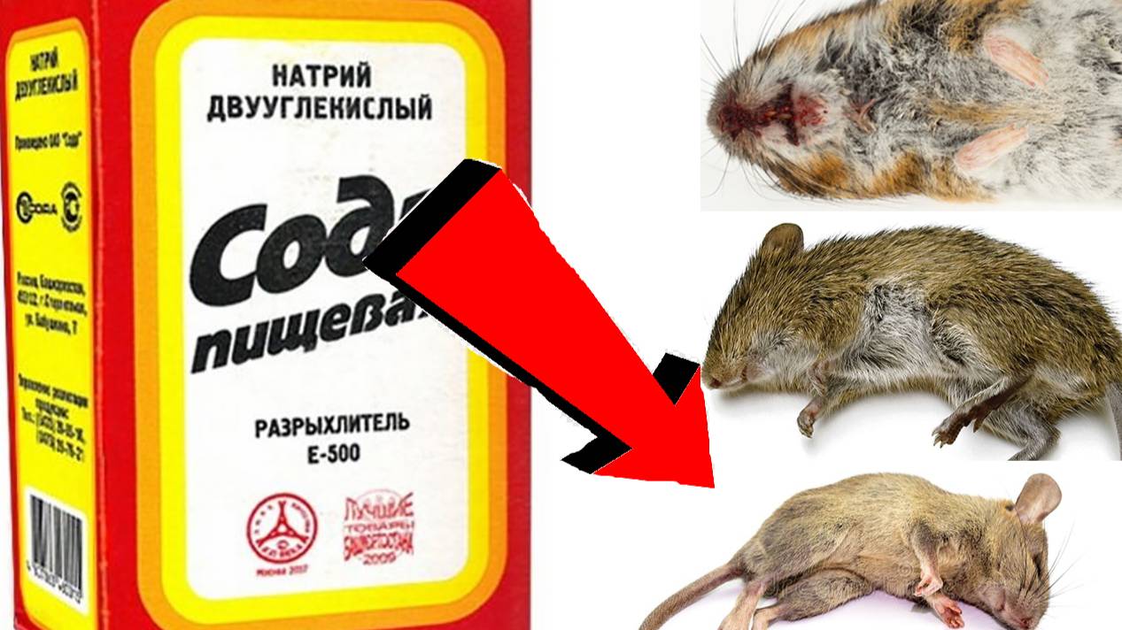 Как избавиться от мышей За 3 Секунды!