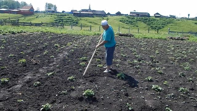 Прополка сорняка таким способом полезно для здоровья