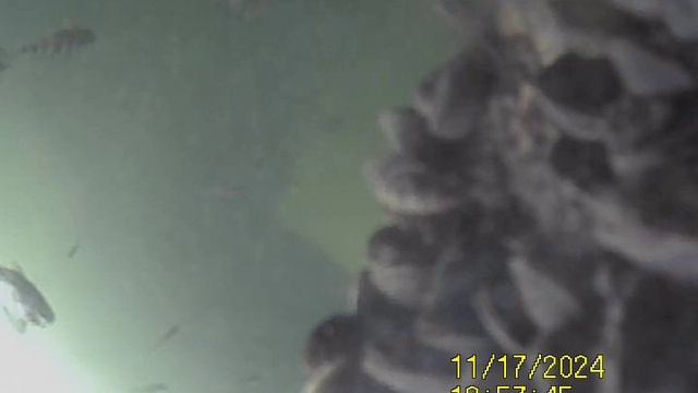 1000032813.mp4Волга гл 5м.17.11.2024г.