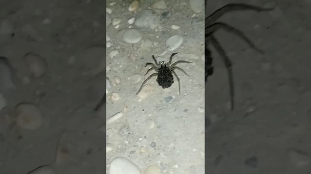 есть тут у нас любители пауков? кто знает имя паука напишите в коментах#пауки