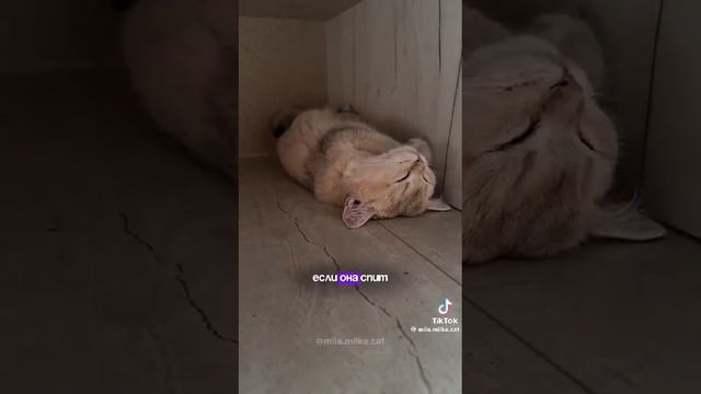 Где нравится