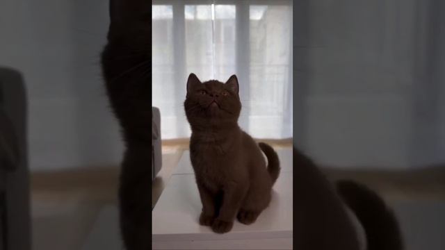 Шоколадка кот edition