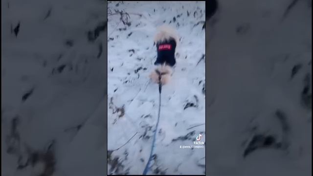 Первый снег,  Султан шпиц рад!