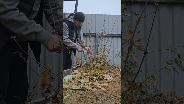 Дубки теряют листву