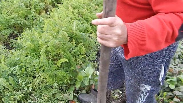 Пересадка виктории по совету