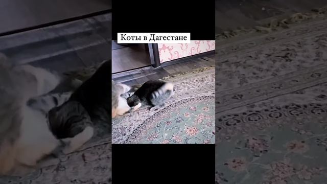 Коты в Дагестане 🐱 (звук)