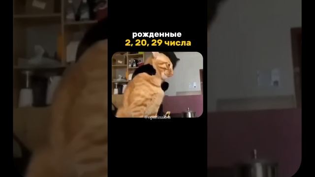 Отправь своему котику