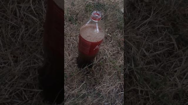 Кока-кола! Эксперимент! Ментос !