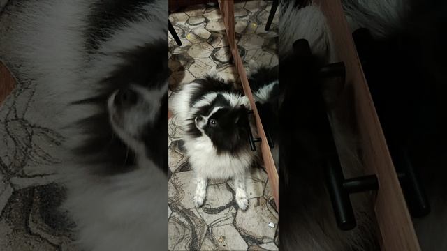 Животные, АсЯ, собака