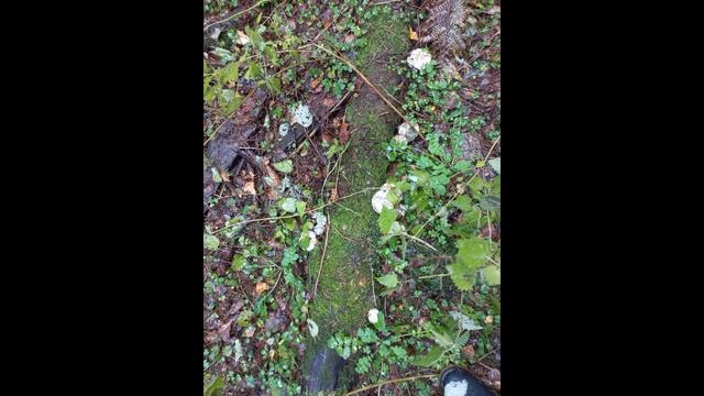 1000020137.mp4релакс ноябрьского леса