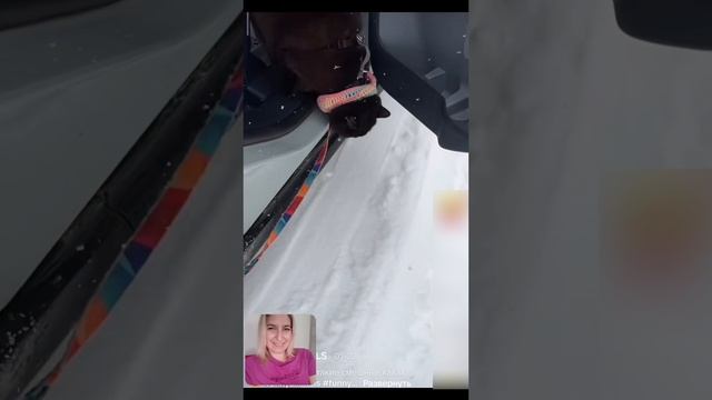 Прикольные видео с животными 🤣 #юмор #shorts #рекомендации