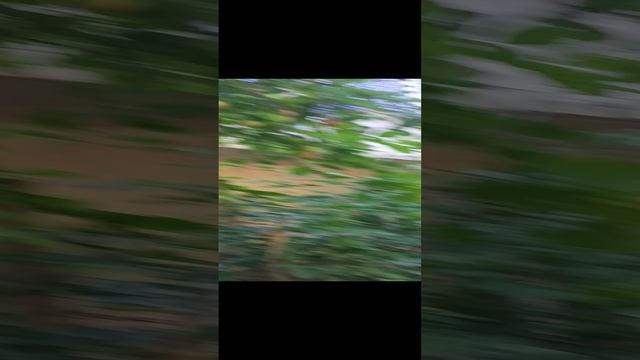 VID_20240620_100250.mp4