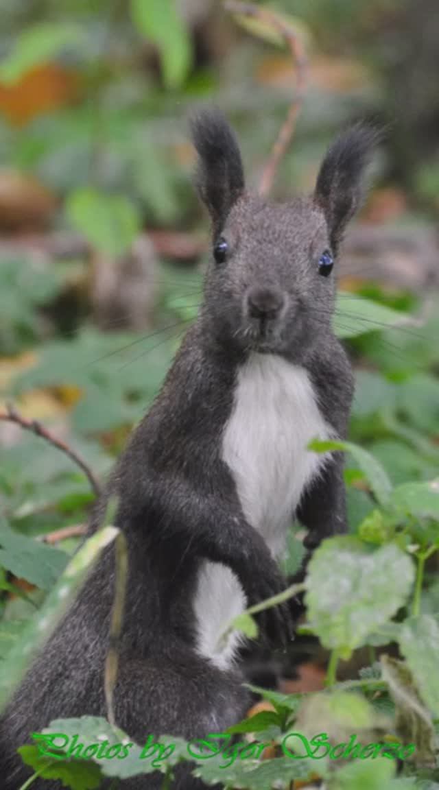 Igor Scherzo - Black Squirrels 1 (short)