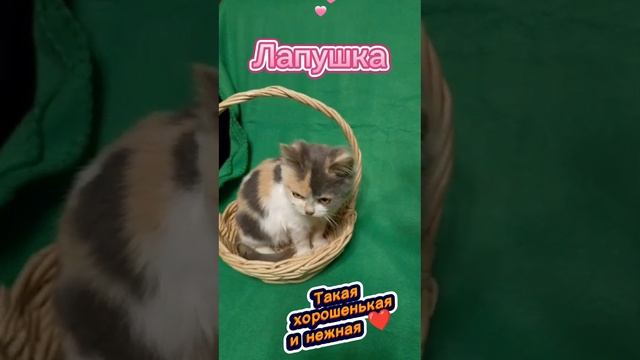 Трехцветная малышка Лапушка все ещё живёт под крыльцом