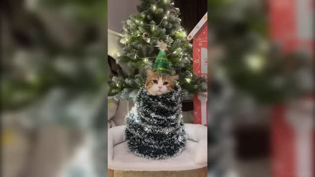 😹Очень смешные коты_Смешные коты 2024 года_ Приколы с котами🐈