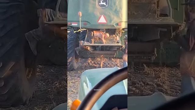 Чет труханы туговаты