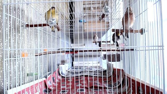 Коноплянка Реполов Вьюрковые Linaria cannabina finches Fringillidae