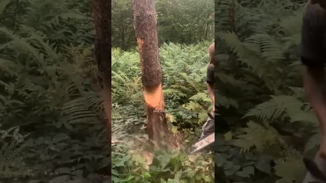 Tree Cutting Trick Used Abroad #shortsvideo