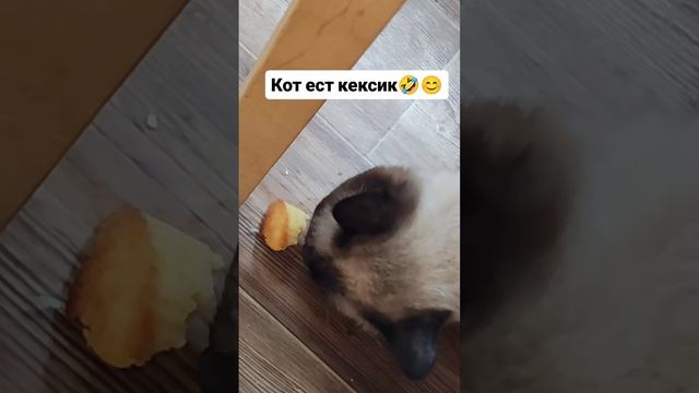 Кот ест кексик 🤣