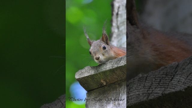 Igor Scherzo - Squirrels 1 (short)