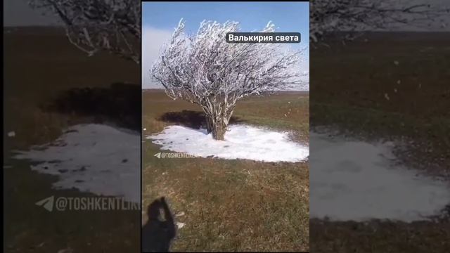 VID_20241111_193229_512.mp4