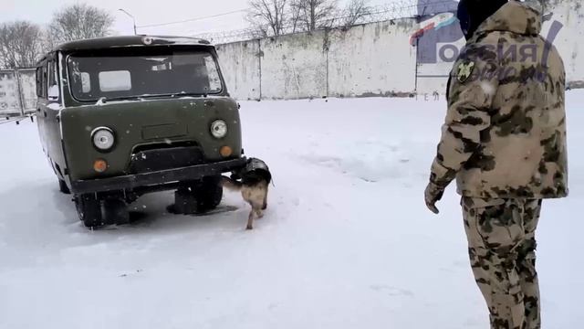 Жительницы Омска шьют бронежилеты для служебных собак в зоне СВО.